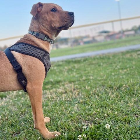 Enlarge Chuck, a Adoptable Mixed Breed in Raleigh, NC image 2/3