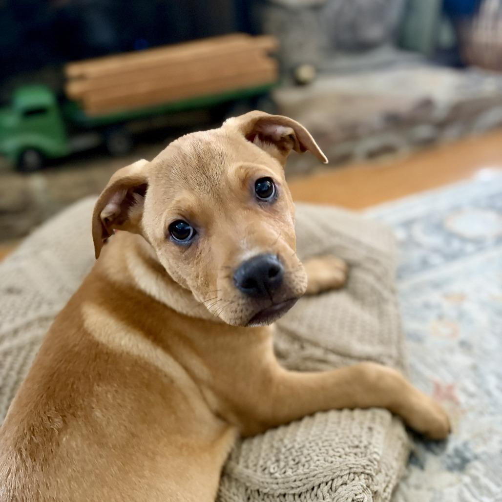 Enlarge Chuck, a Adoptable Mixed Breed in Raleigh, NC image 2/2