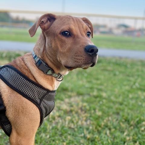 Enlarge Chuck, a Adoptable Mixed Breed in Raleigh, NC image 3/3