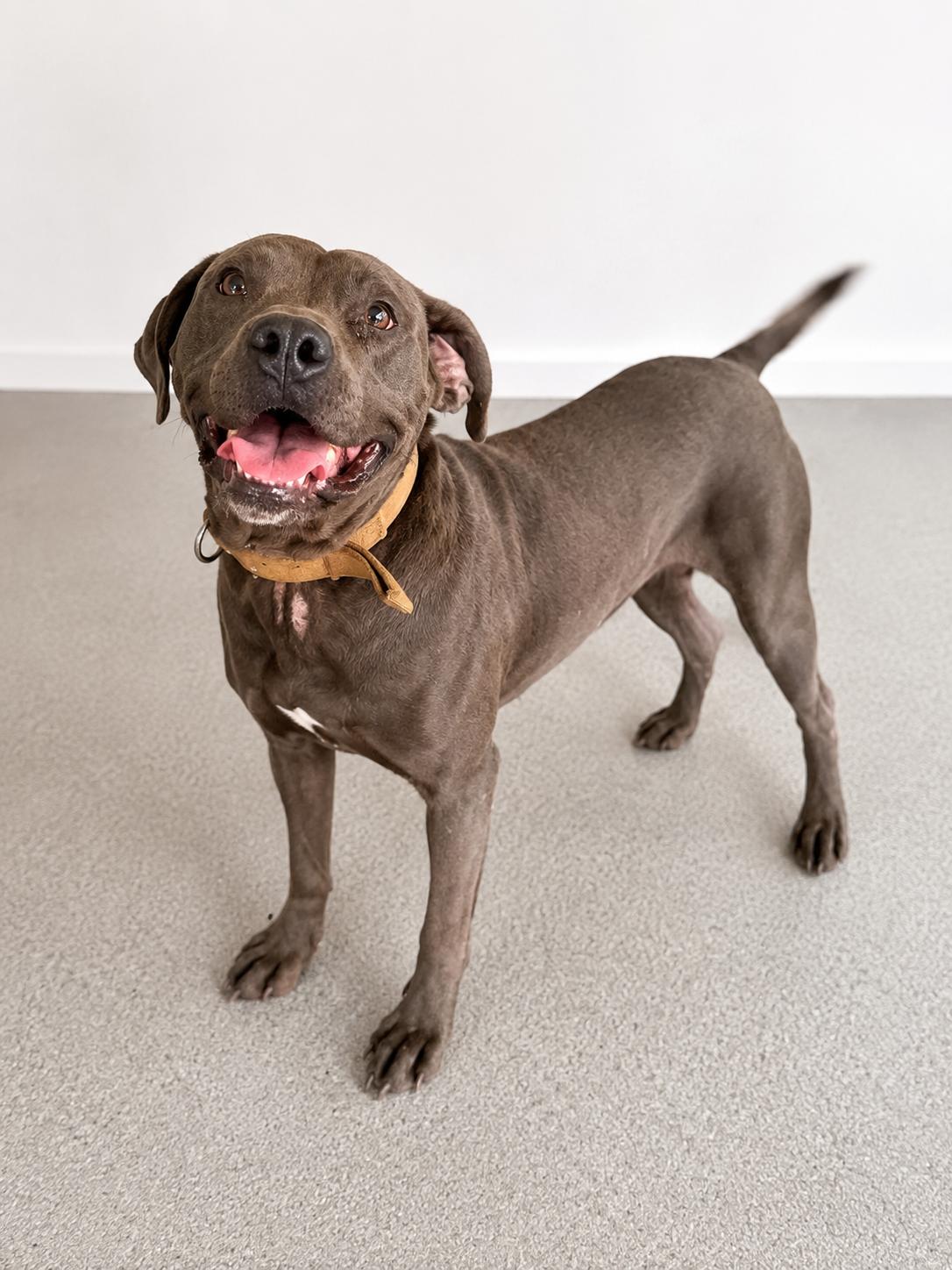 Blue, adopted, Adult Male Mixed Breed.