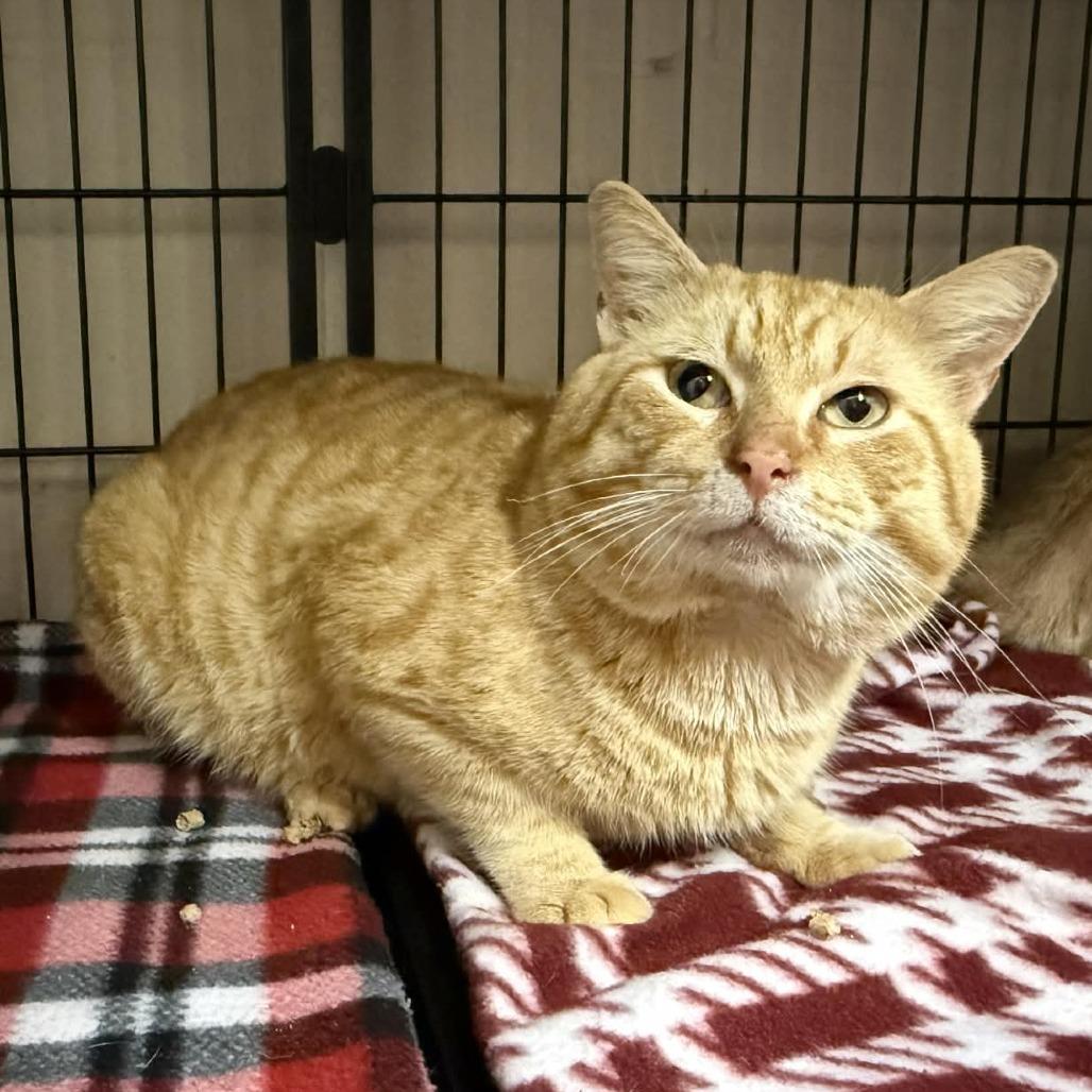 Sunny, Adoptable, Young Male Domestic Short Hair.