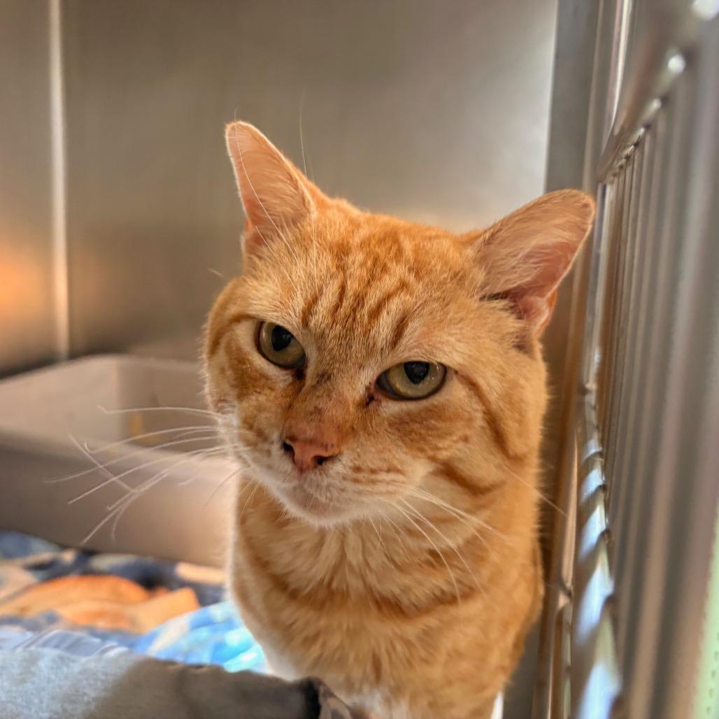 Enlarge Sunny, a Adoptable Domestic Short Hair in Hamilton, GA image 2/4