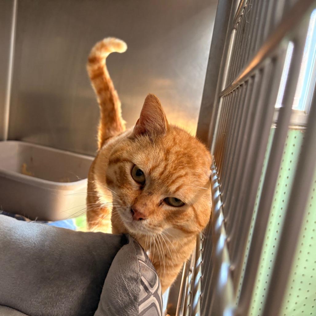 Enlarge Sunny, a Adoptable Domestic Short Hair in Hamilton, GA image 3/4