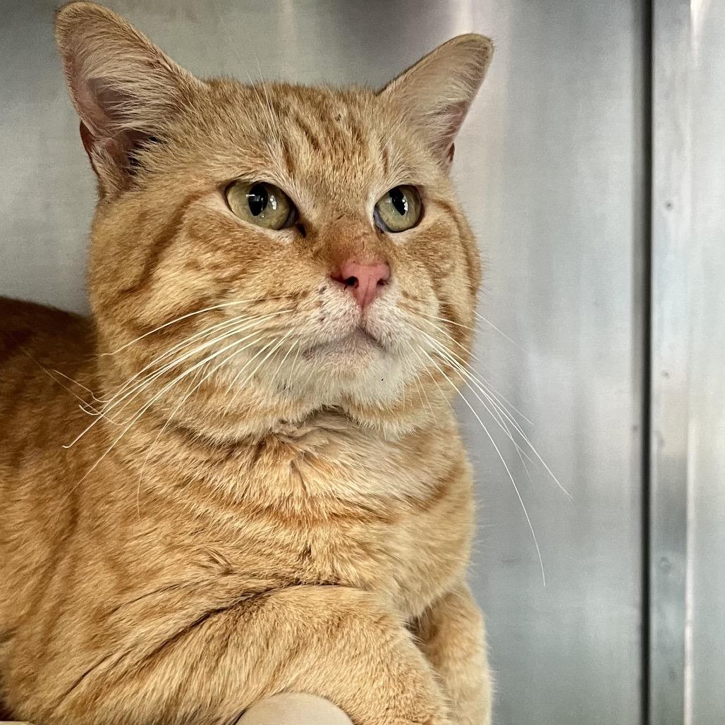 Enlarge Sunny, a Adoptable Domestic Short Hair in Hamilton, GA image 4/4