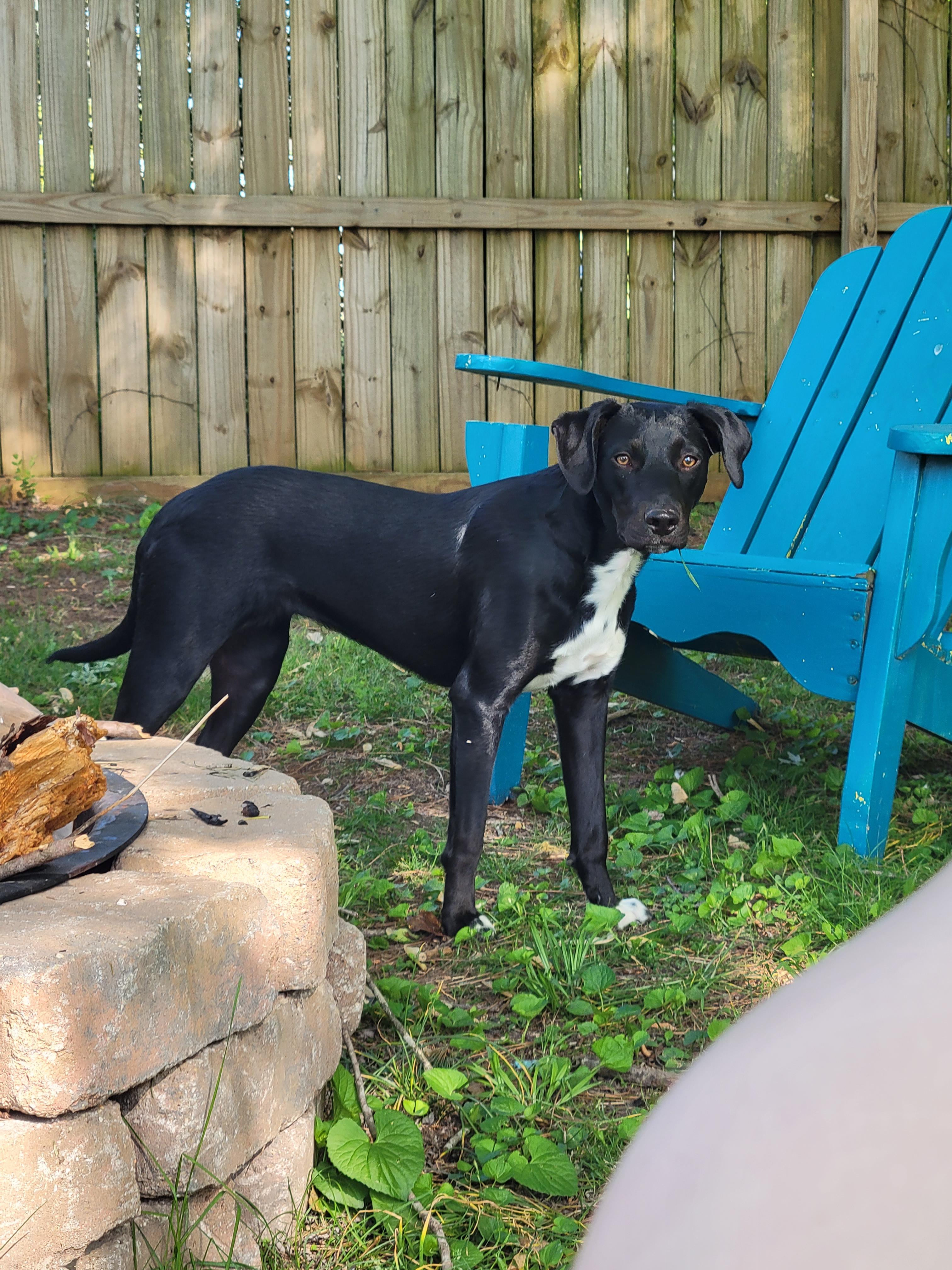 Enlarge Mila, a Adoptable Labrador Retriever in Goodlettsville, TN image 1/6