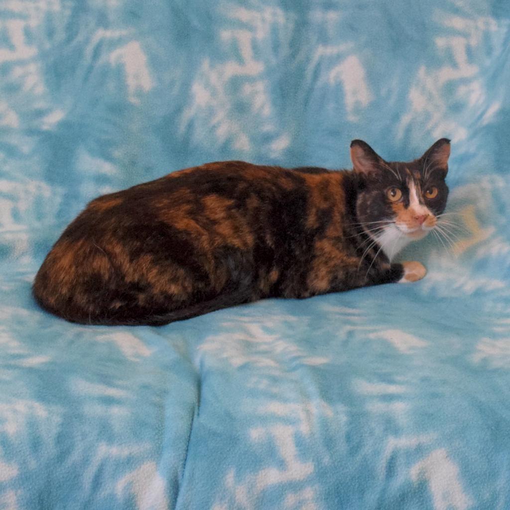 Lala, Adoptable, Senior Female Domestic Short Hair.