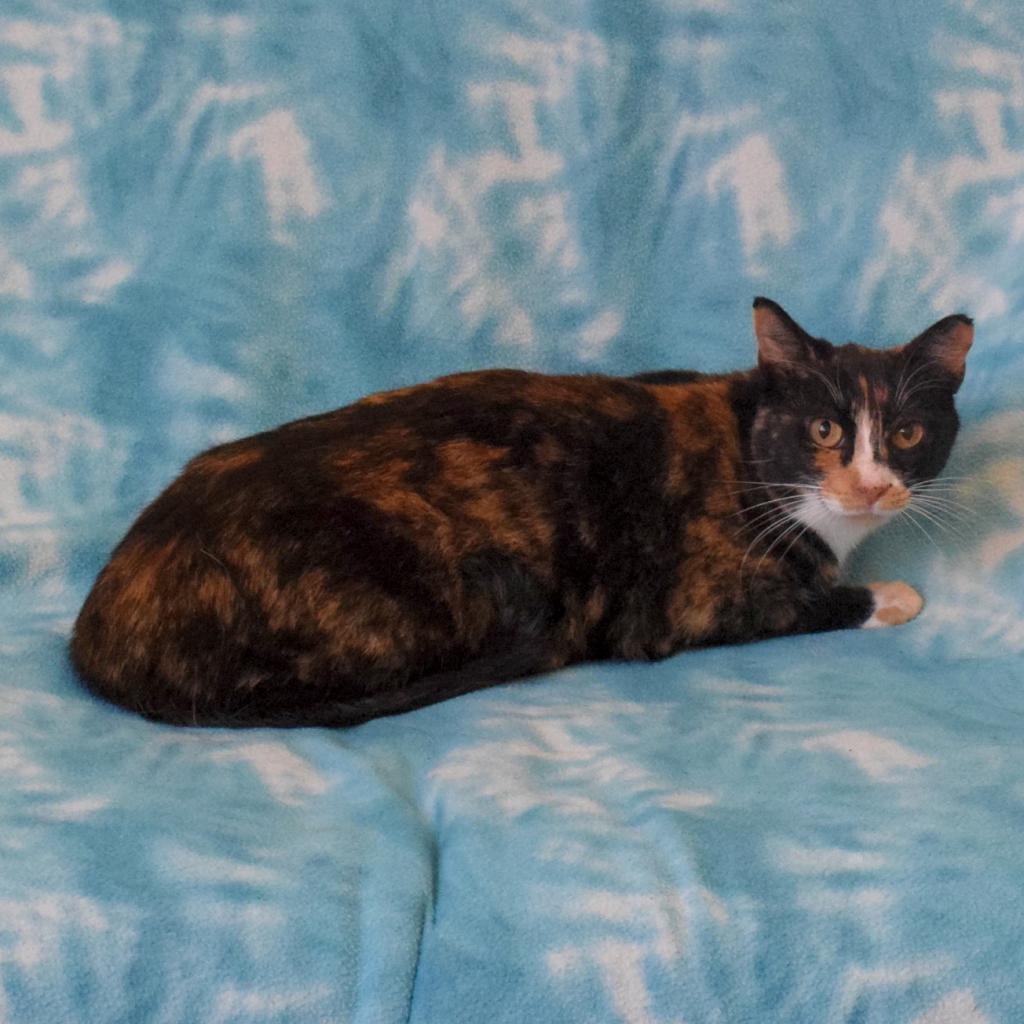 Enlarge Lala, a Adoptable Domestic Short Hair in Eureka, CA image 2/3