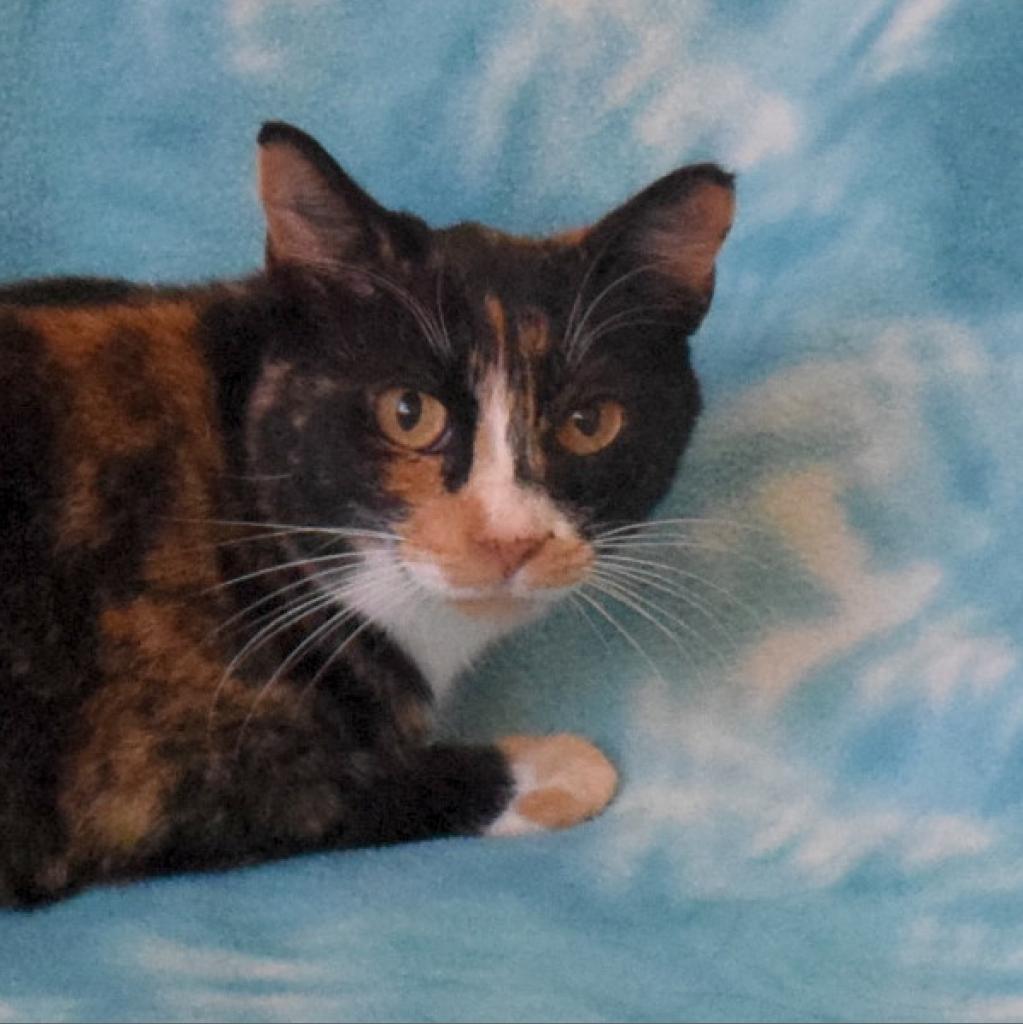Enlarge Lala, a Adoptable Domestic Short Hair in Eureka, CA image 3/3