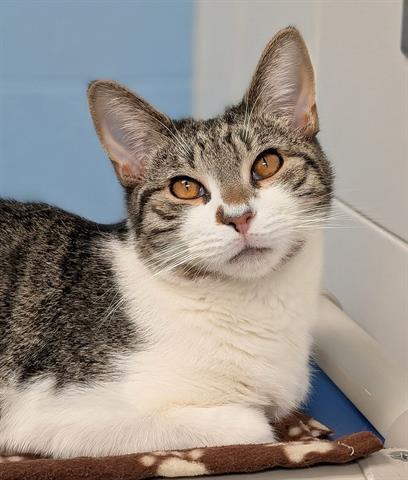 Enlarge MICHAEL, a Adoptable Domestic Short Hair in Canfield, OH image 1/1