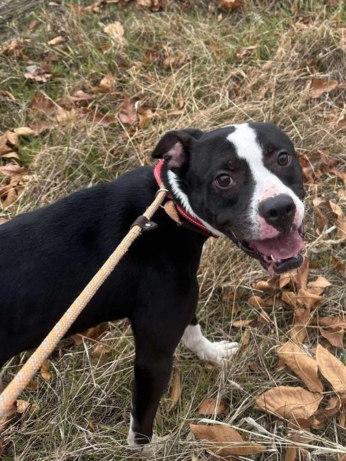Enlarge BUSTER ~ $0 Adoption Fee!, a Adoptable mixed breed in Rochester, IN image 1/6