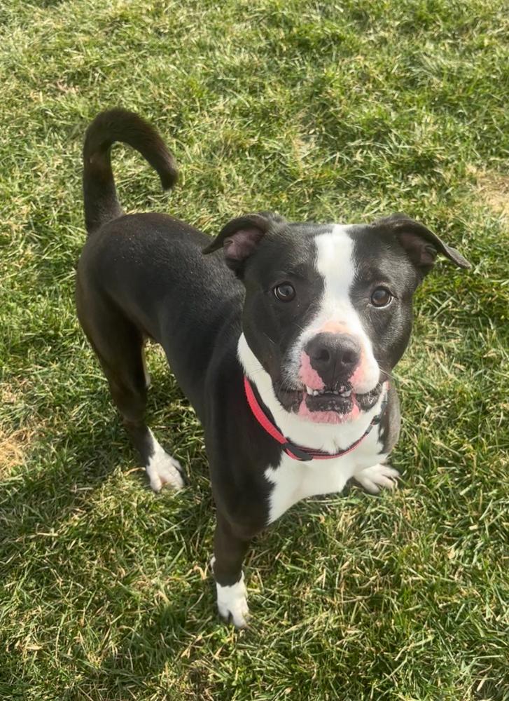 Enlarge BUSTER ~ $0 Adoption Fee!, a Adoptable mixed breed in Rochester, IN image 2/6