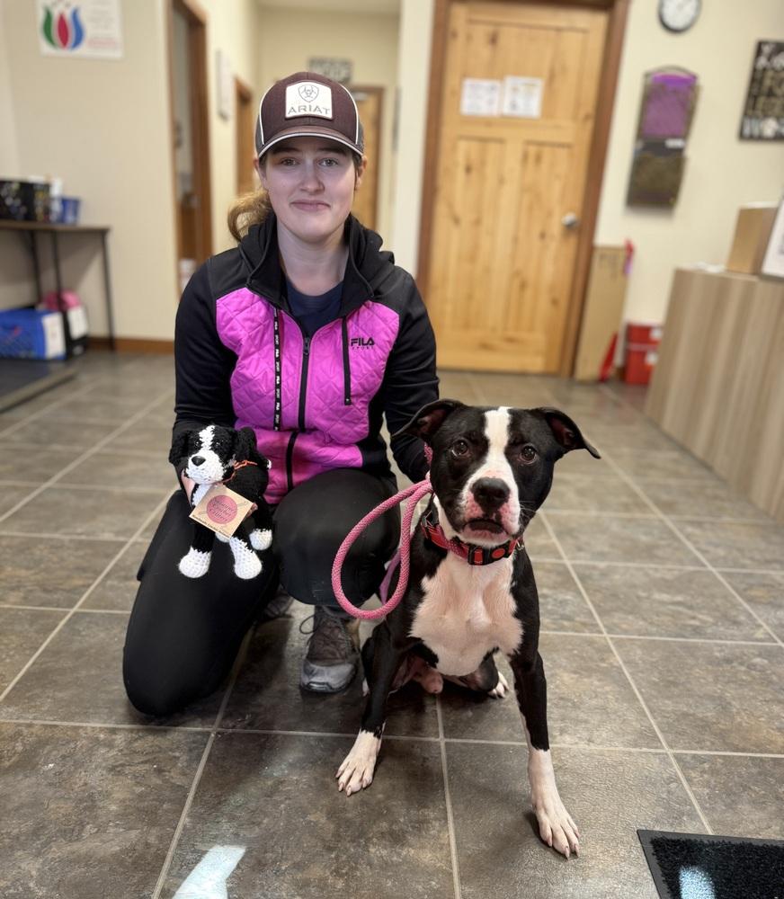 Enlarge BUSTER ~ $0 Adoption Fee!, a Adoptable mixed breed in Rochester, IN image 3/6