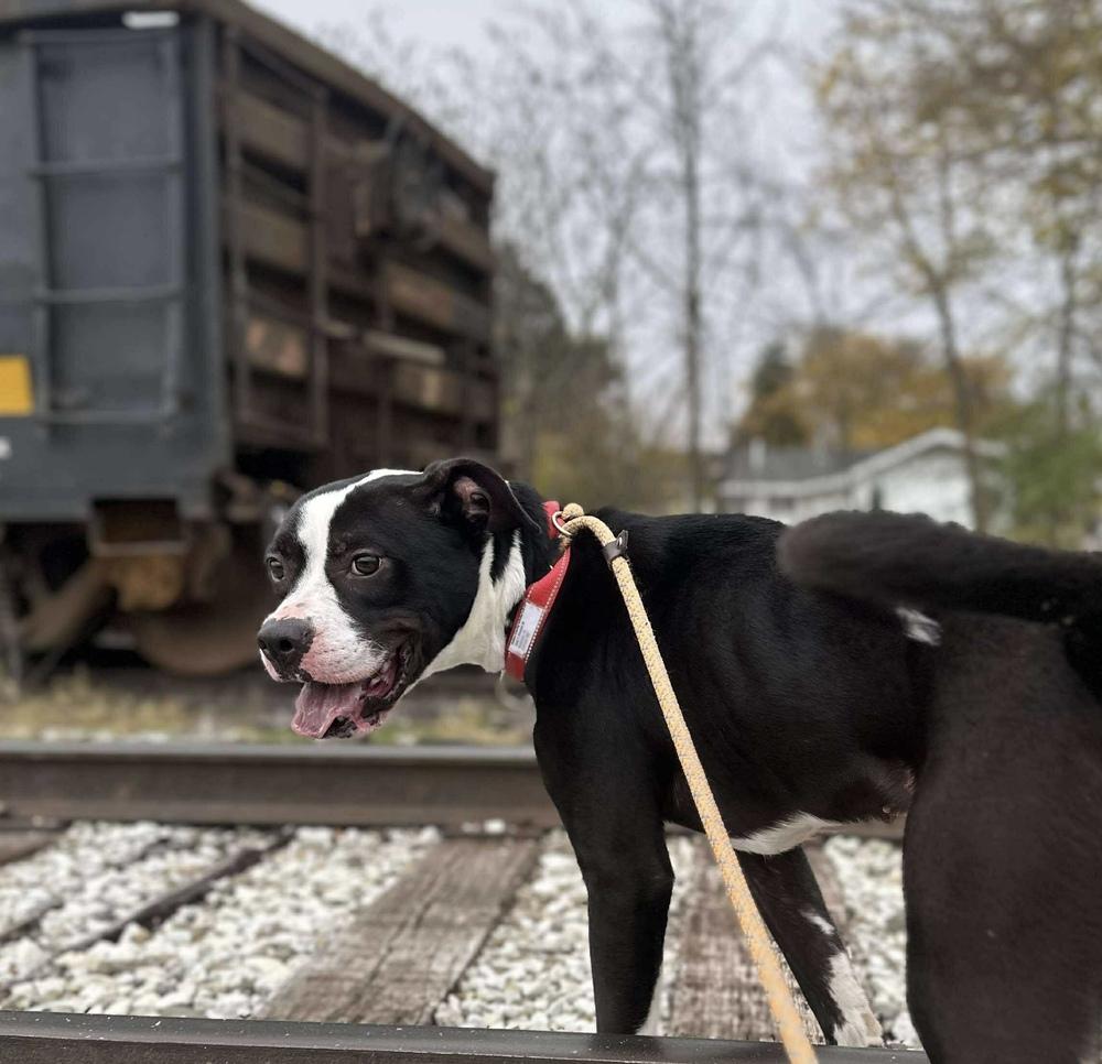 Enlarge BUSTER ~ $0 Adoption Fee!, a Adoptable mixed breed in Rochester, IN image 4/6