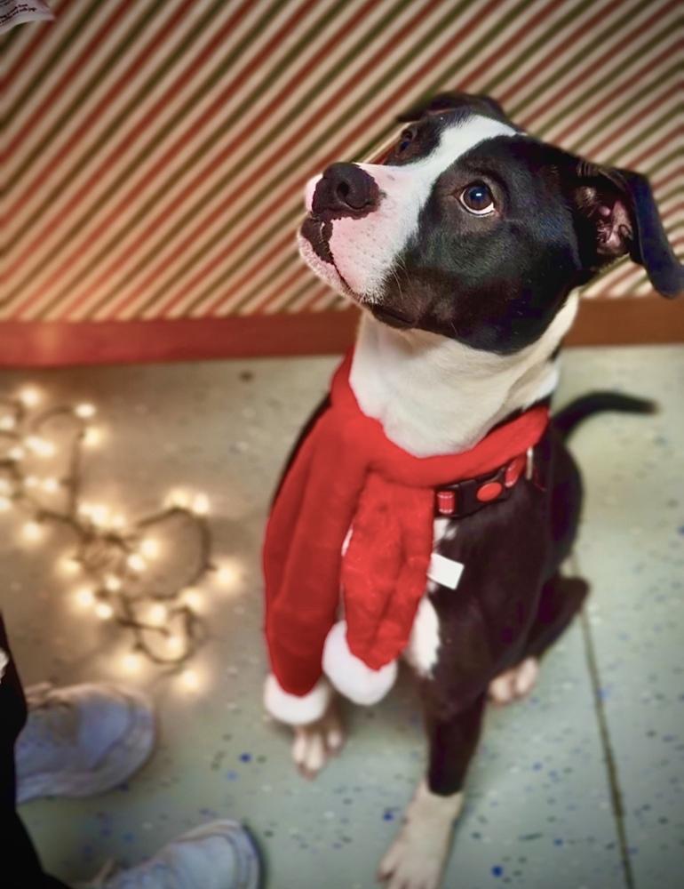 Enlarge BUSTER ~ $0 Adoption Fee!, a Adoptable mixed breed in Rochester, IN image 5/6