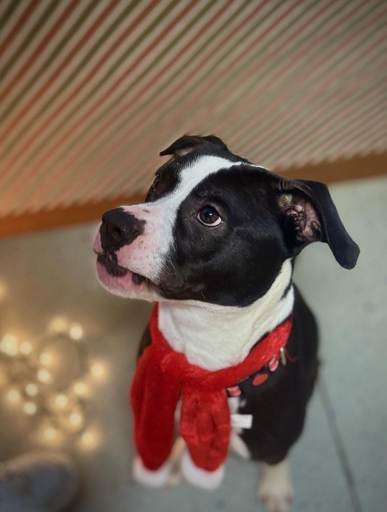 Enlarge BUSTER ~ $0 Adoption Fee!, a Adoptable mixed breed in Rochester, IN image 6/6