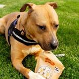 Jimmy, a ADOPTABLE Mixed Breed in Hilliard, OH image 2/3