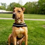 Jimmy, a ADOPTABLE Mixed Breed in Hilliard, OH image 3/3