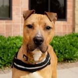 Jimmy, ADOPTABLE, Adult Male Mixed Breed.