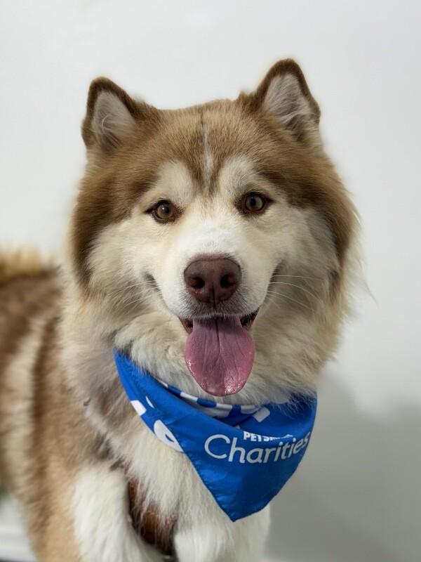 Oso, Adoptable, Young Male Alaskan Malamute & Siberian Husky.