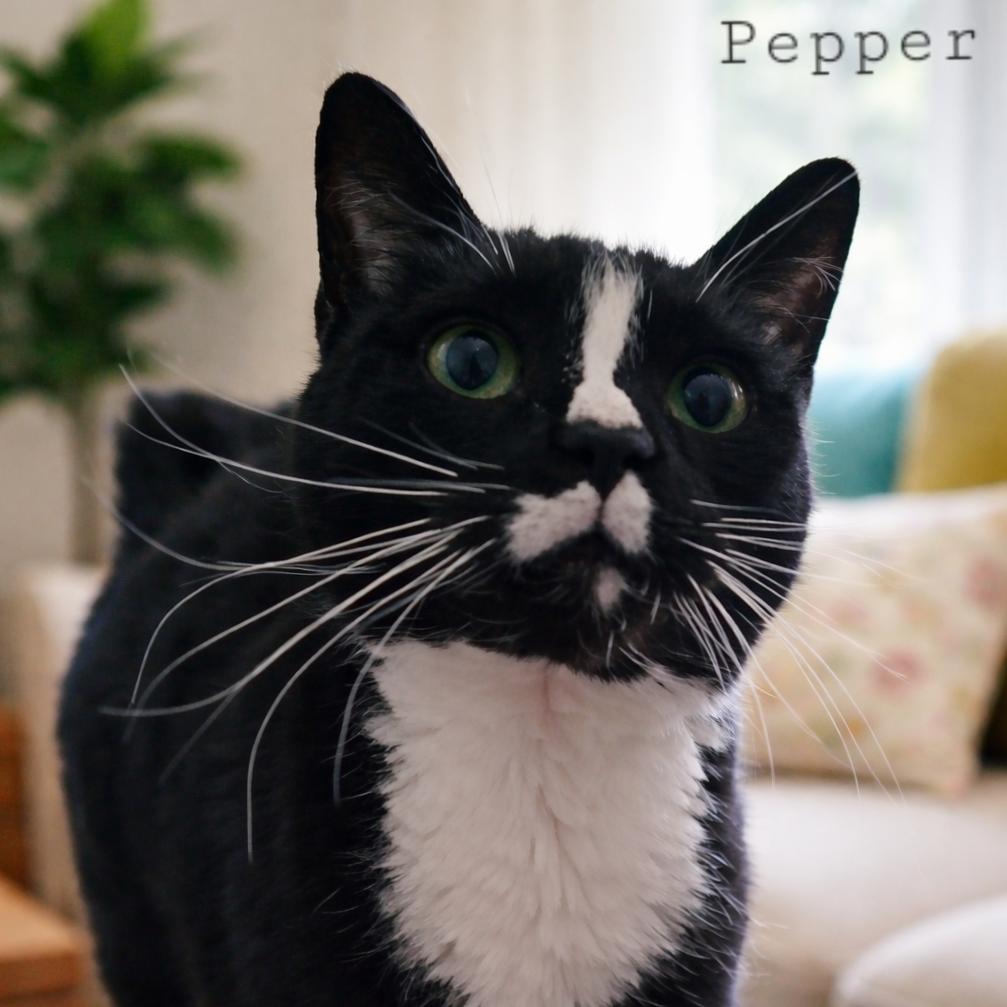 Pepper, Adoptable, Senior Female American Shorthair.