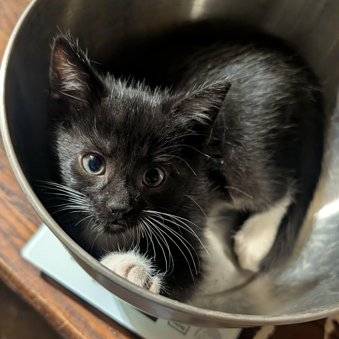 November, Adopted, Kitten Male Domestic Short Hair.