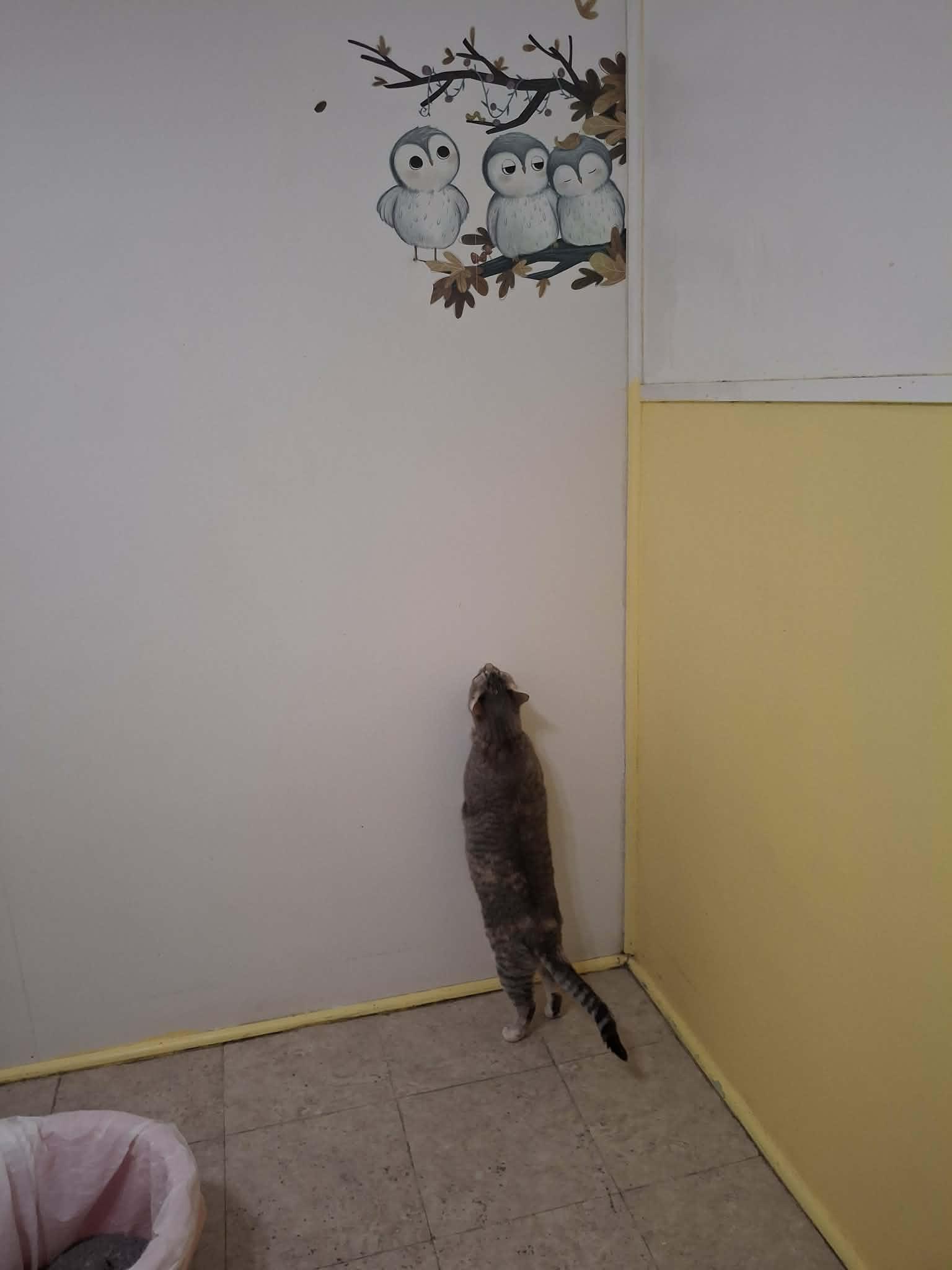 Enlarge Sylvie, an adopted Domestic Short Hair in Vine Grove, KY image 5/6