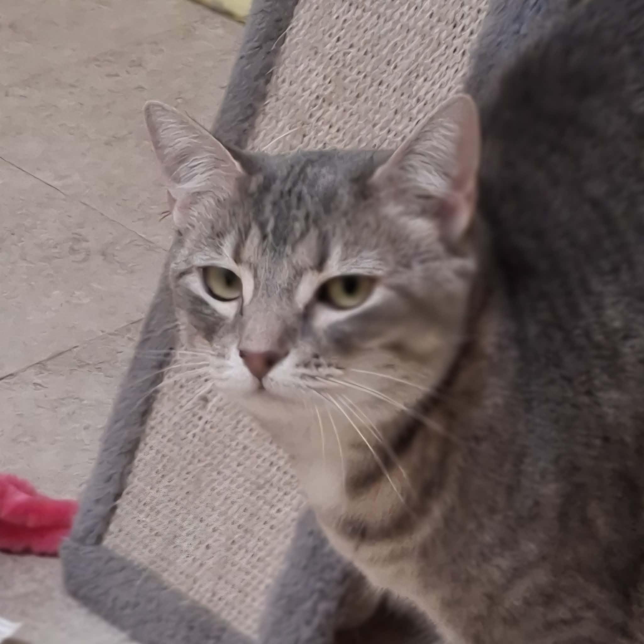 Enlarge Sylvie, an adopted Domestic Short Hair in Vine Grove, KY image 3/6