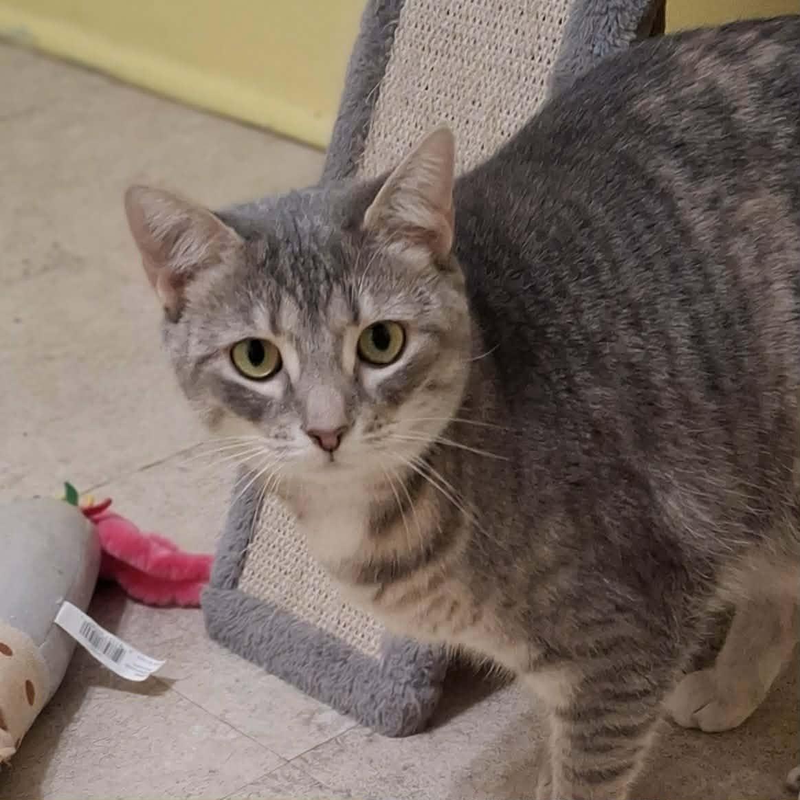 Enlarge Sylvie, an adopted Domestic Short Hair in Vine Grove, KY image 1/6