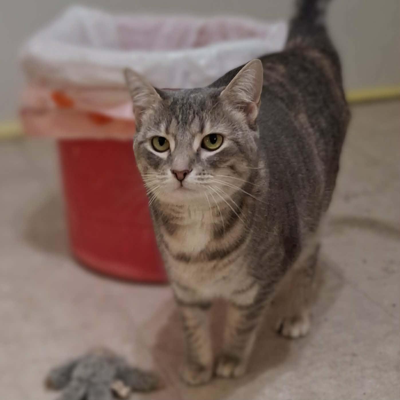 Enlarge Sylvie, an adopted Domestic Short Hair in Vine Grove, KY image 4/6