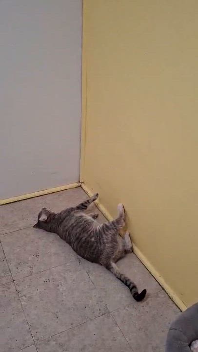 Enlarge Sylvie, an adopted Domestic Short Hair in Vine Grove, KY video 6/6