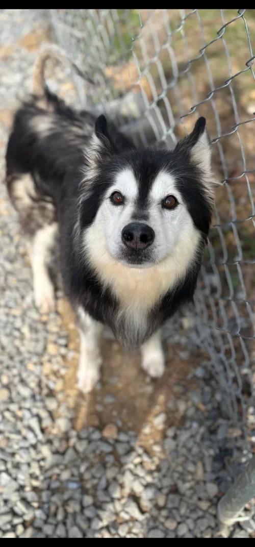 Enlarge Opie, a Adoptable mixed breed in Harrisburg, PA image 1/1