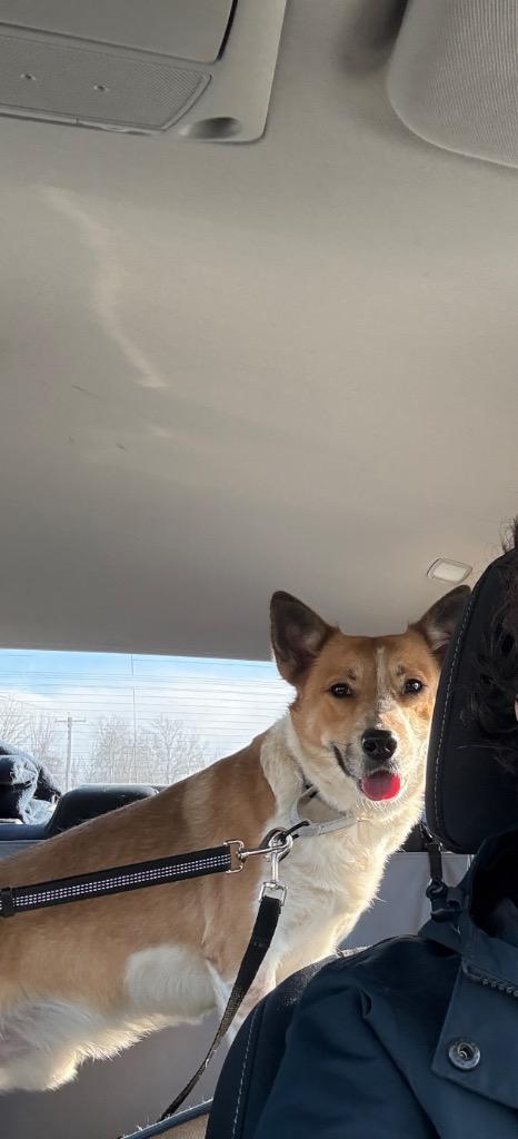 Dunkin, a Adoptable mixed breed in North Syracuse, NY image 1/6