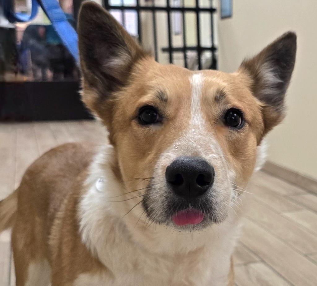 Dunkin, a Adoptable mixed breed in North Syracuse, NY image 2/6