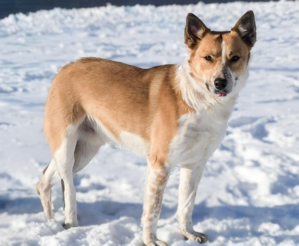 Dunkin, a Adoptable mixed breed in North Syracuse, NY image 4/6