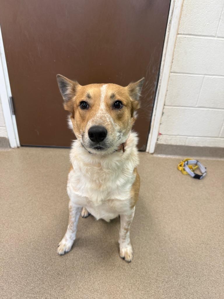 Dunkin, a Adoptable mixed breed in North Syracuse, NY image 6/6