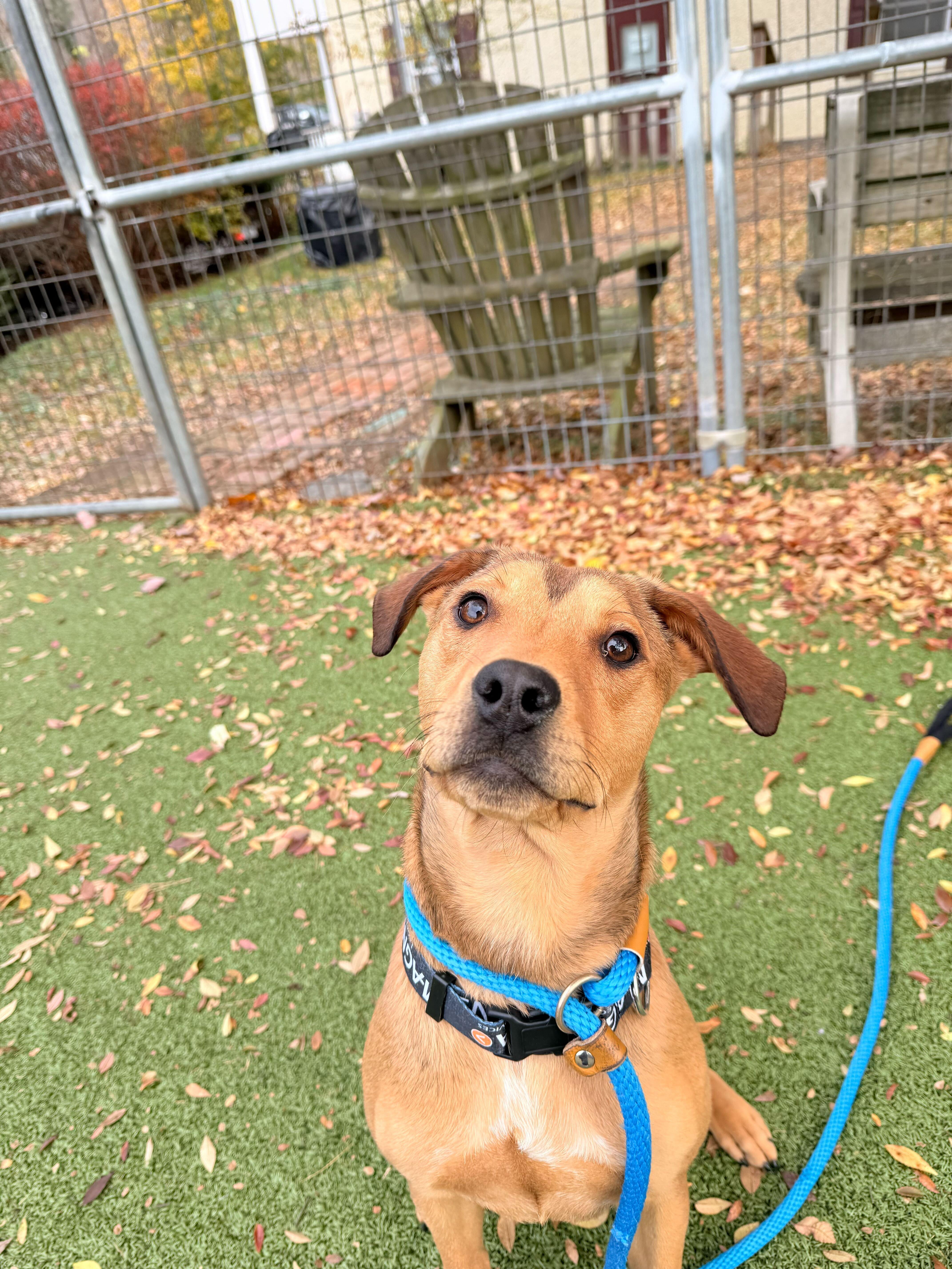 Enlarge Dean, an adopted Mixed Breed in Media, PA image 1/1