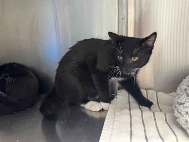 SALEM, Adoptable, Young Male Domestic Short Hair.