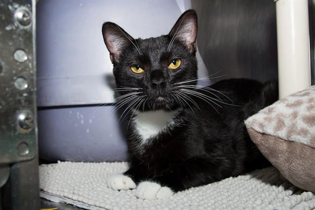 Enlarge SALEM, a Adoptable Domestic Short Hair in Santa Monica, CA image 1/1