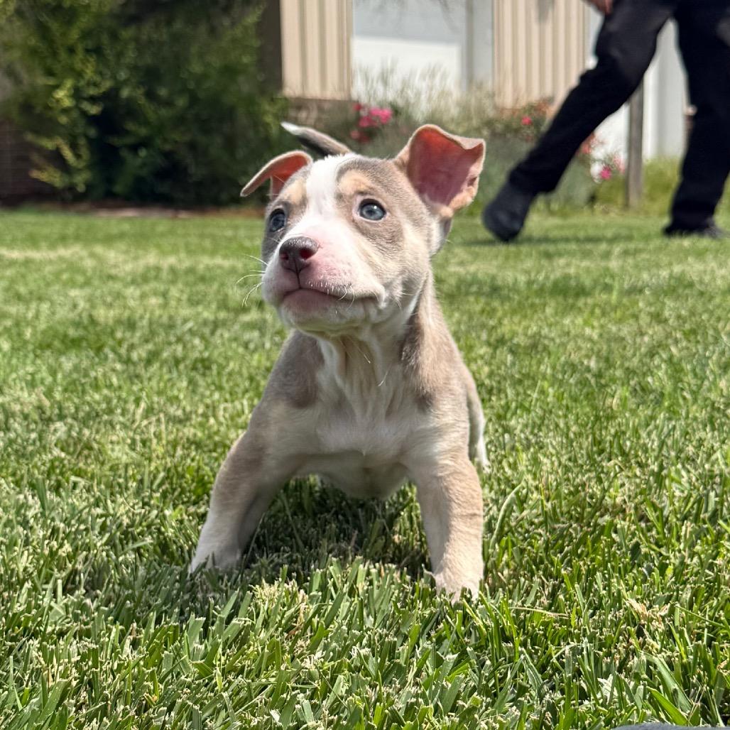 Fawn, Adoptable, Puppy Female Mixed Breed.