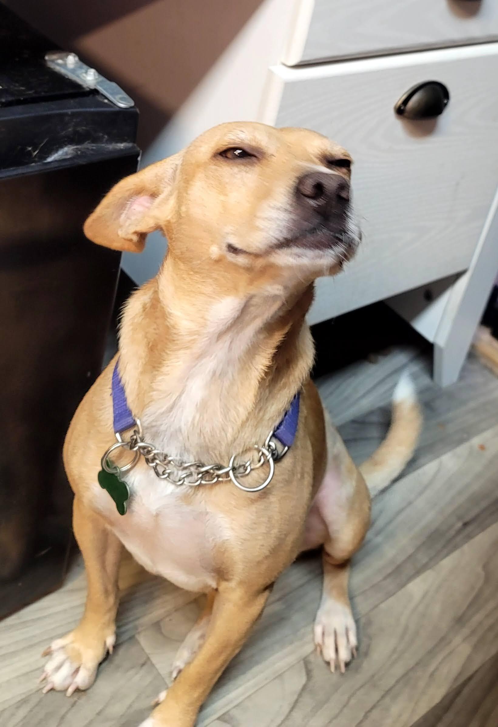 Naomi, Adopted, Adult Female Chihuahua.
