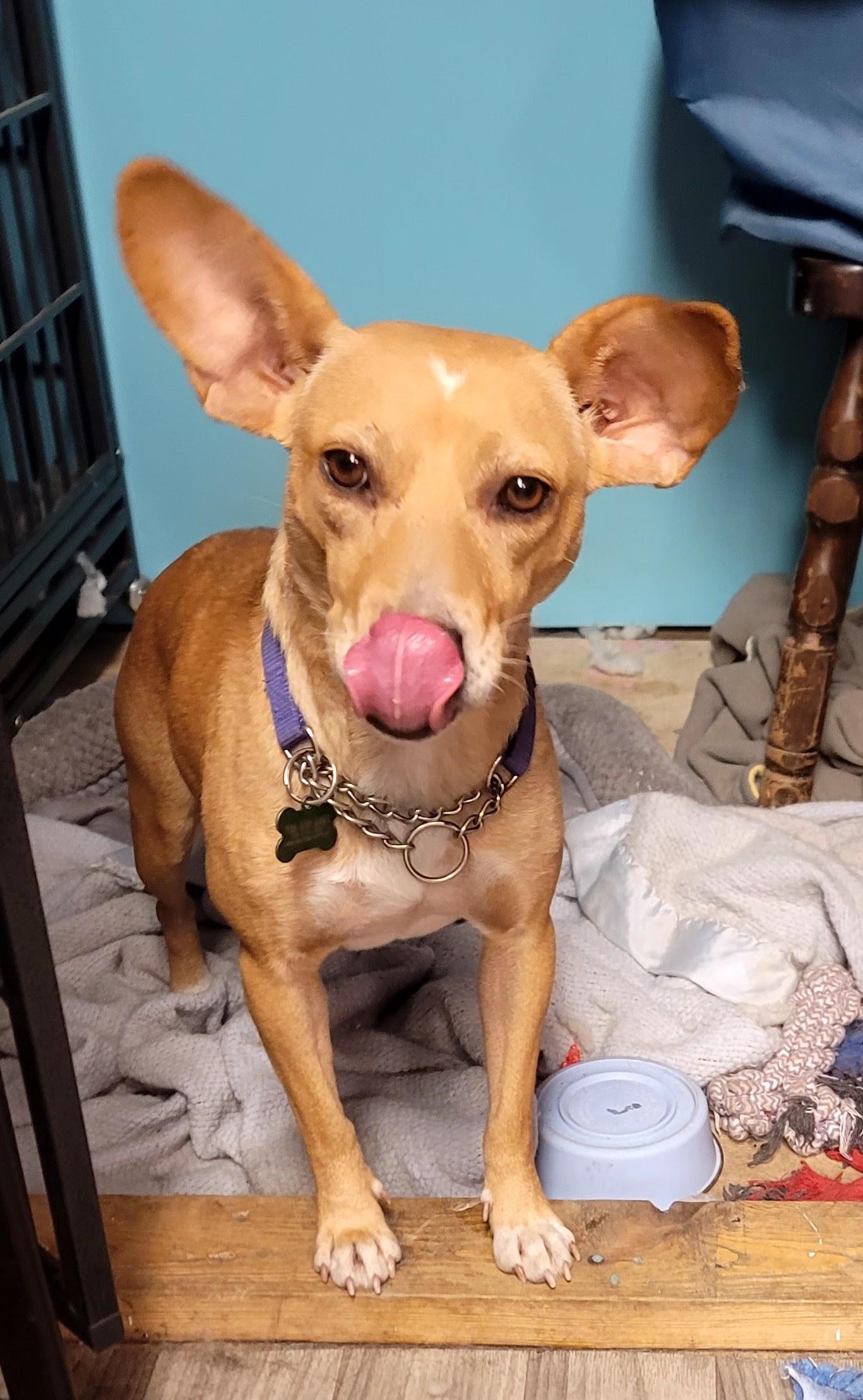 Enlarge Naomi, a Adopted mixed breed in phenix city, AL image 2/2