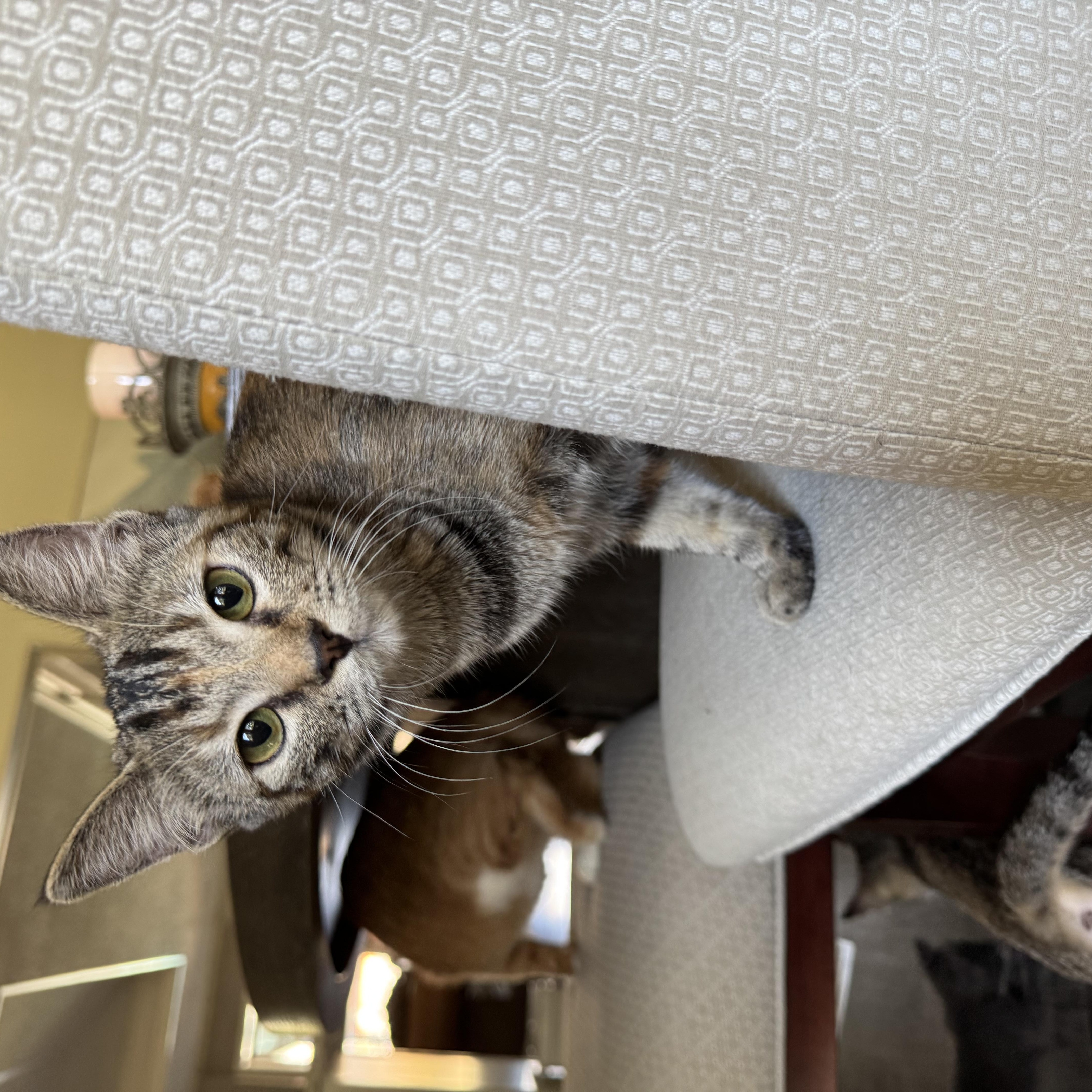 Daffodil, a Adoptable Domestic Short Hair in North Richland Hills, TX image 3/3