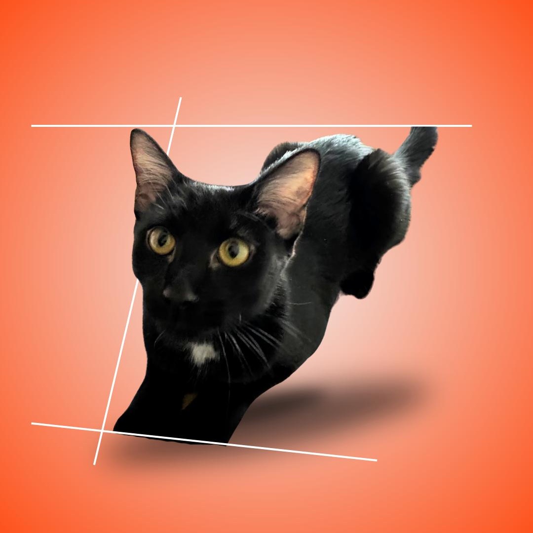 Yolette Jr, ADOPTABLE, Young Female Domestic Short Hair.