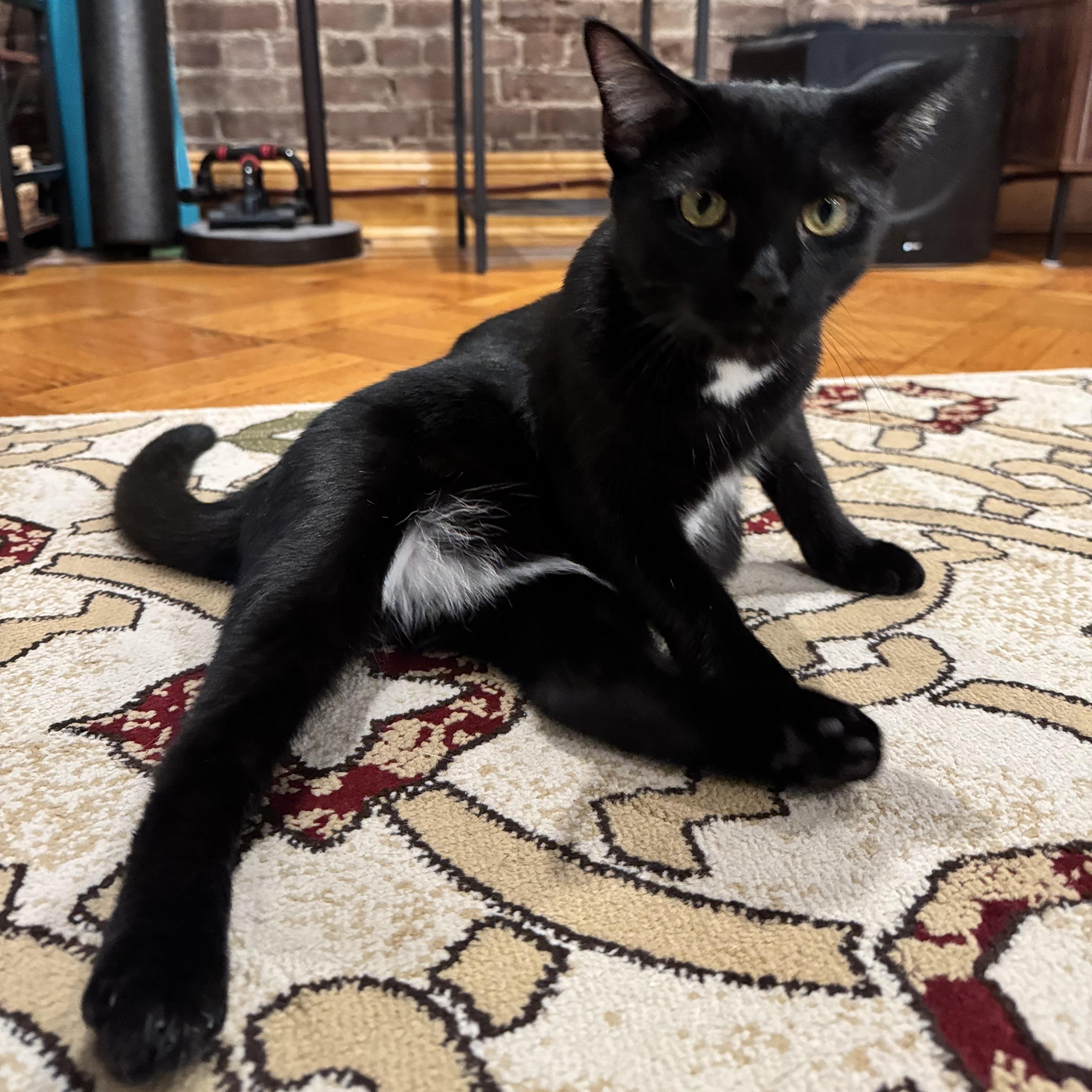 Enlarge Yolette Jr, a ADOPTABLE mixed breed in New york, NY image 1/5