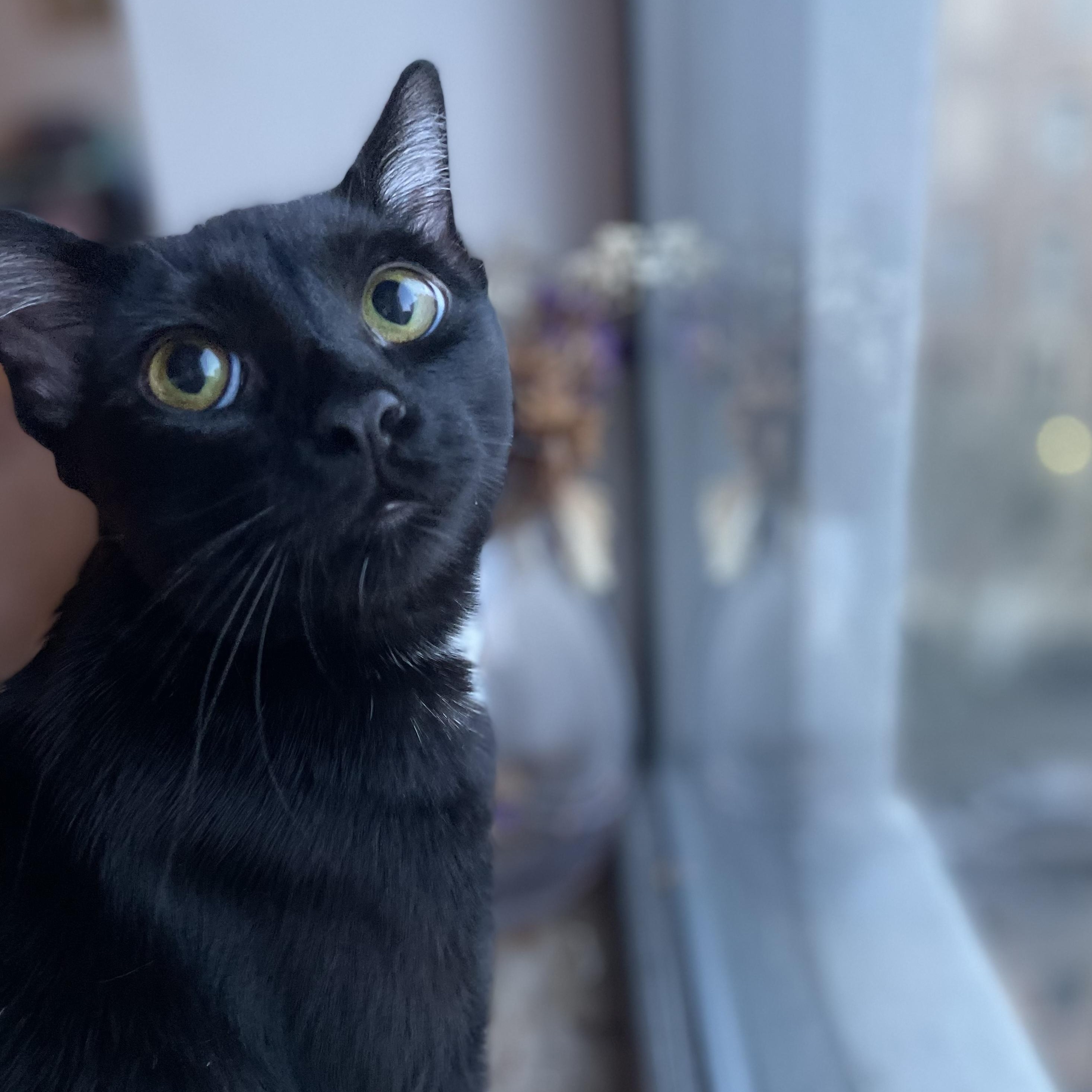 Enlarge Yolette Jr, a ADOPTABLE mixed breed in New york, NY image 4/5