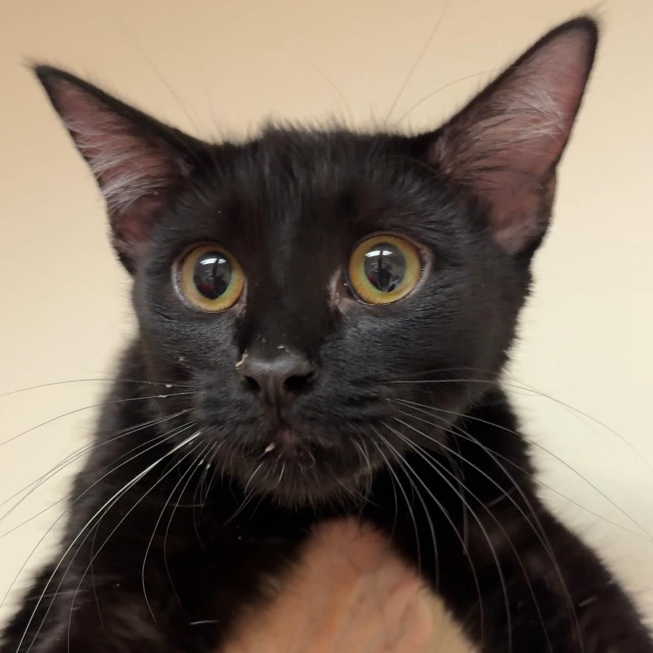 Enlarge Yolette Jr, a ADOPTABLE mixed breed in New york, NY image 1/3