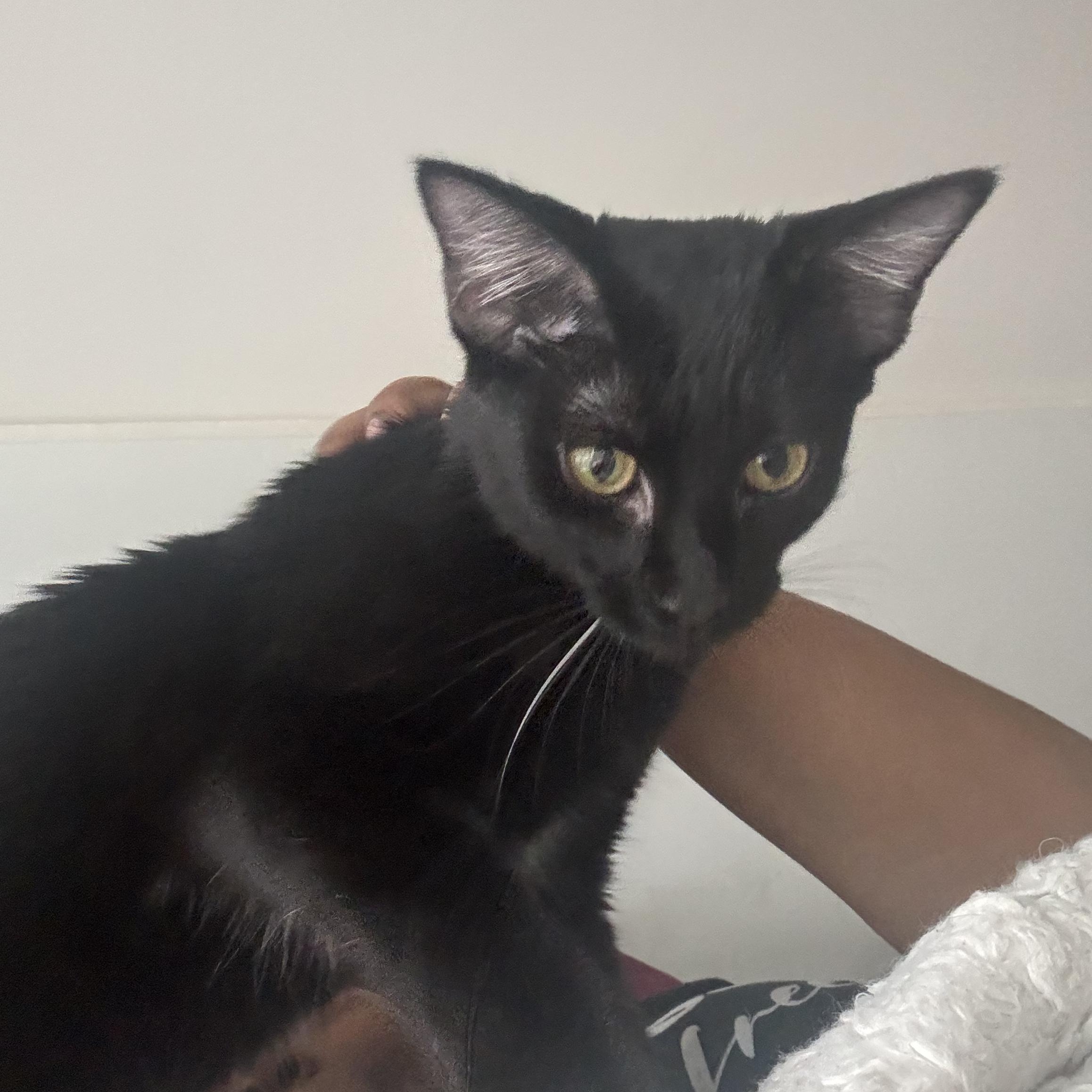 Enlarge Yolette Jr, a ADOPTABLE mixed breed in New york, NY image 3/3