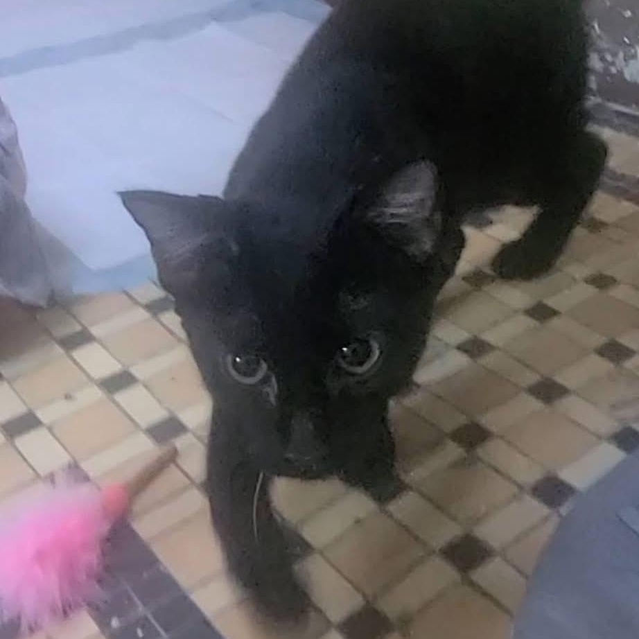 Enlarge Yolette Jr, a ADOPTABLE mixed breed in New york, NY image 2/3