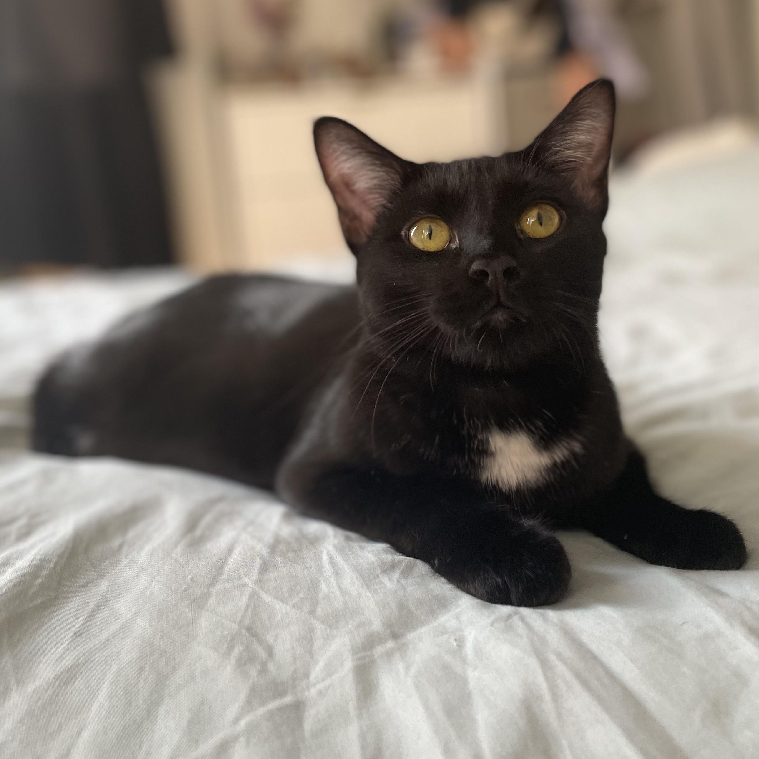 Enlarge Yolette Jr, a ADOPTABLE mixed breed in New york, NY image 2/5