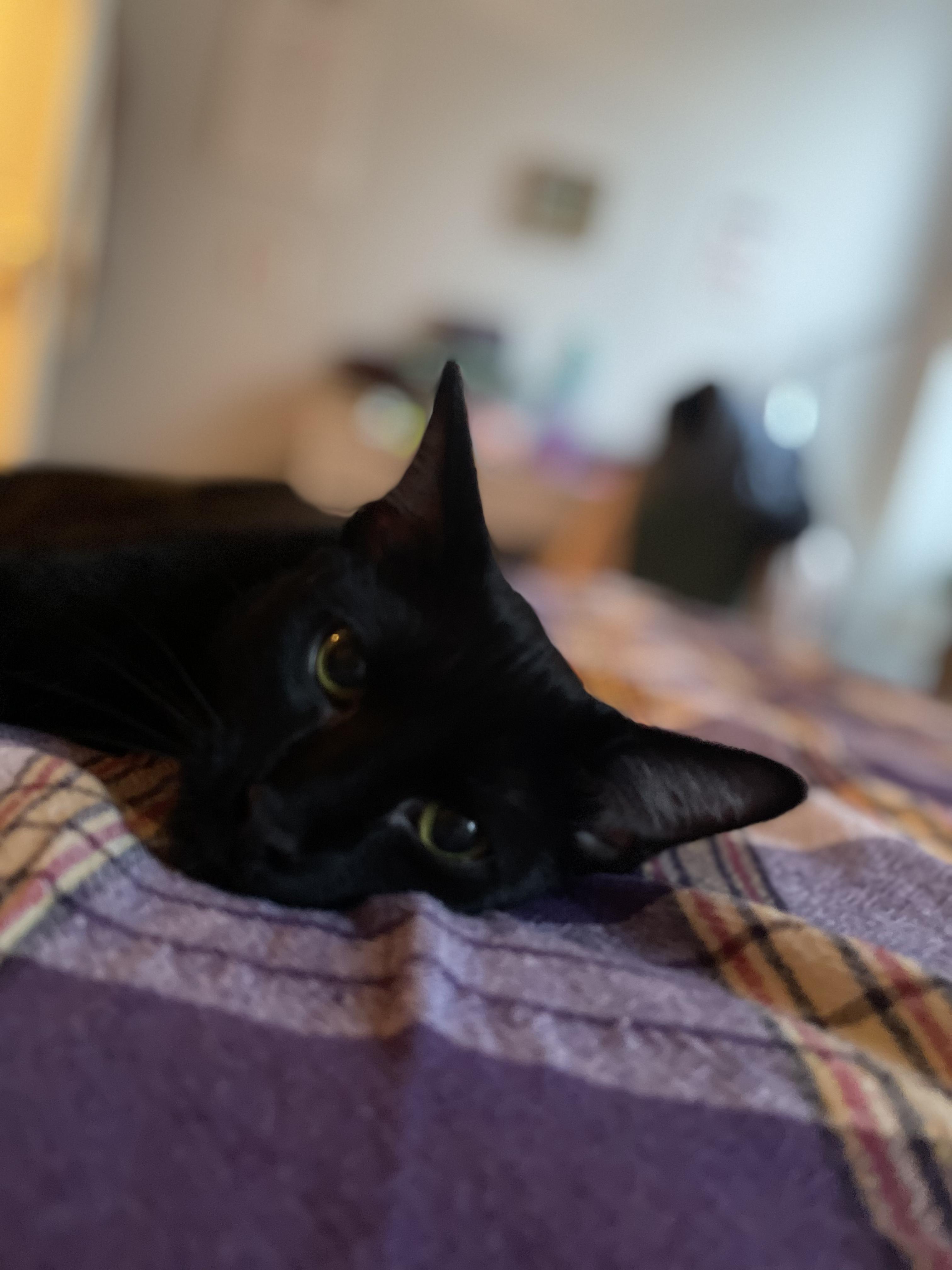 Enlarge Yolette Jr, a ADOPTABLE mixed breed in New york, NY image 4/6